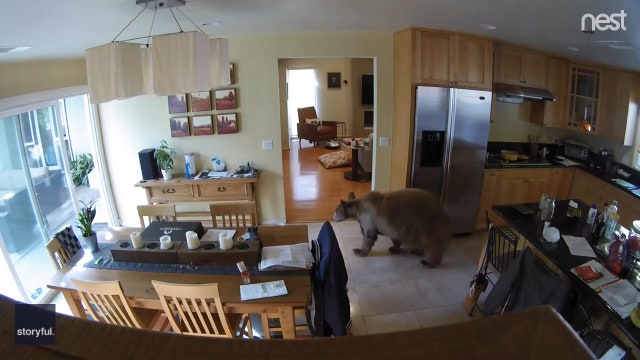 Harrowing video captures fearless terriers chase away bear that wandered into home