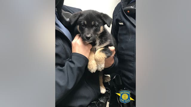 Police rescue puppy from abandoned car on I-75 in Detroit