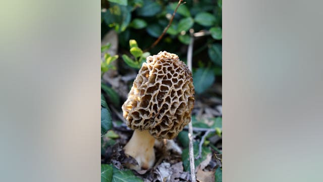 Michigan morel map: Where to find mushrooms in The Mitten