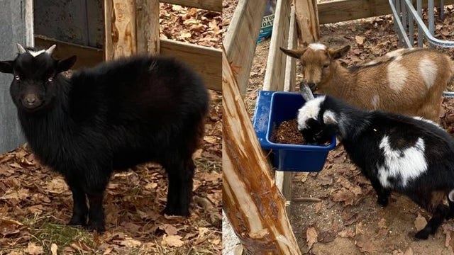 Police seek 3 miniature goats stolen from northern Michigan