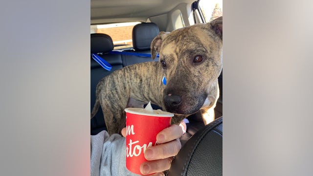 Doggy Day Out: Spend a day with a Dearborn shelter dog