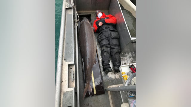 100-year-old sturgeon measuring almost 7 feet caught in Detroit River