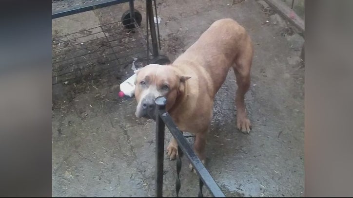 Disabled man's dog shot and killed by Detroit Police - Vimarsana News