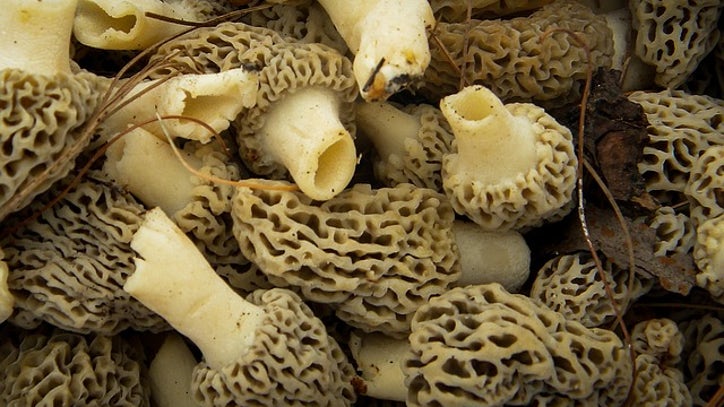 Love morel mushrooms? Check out the National Morel Festival in northern Michigan - Vimarsana News