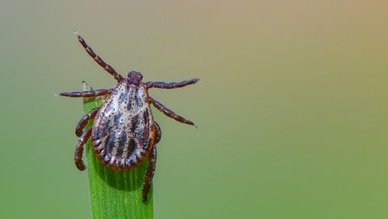 FILE - A tick sits on the tip of a blade of grass in a file image taken Sept. 7, 2020. (Photo by Patrick Pleul/picture alliance via Getty Images)