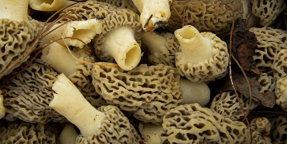 Morels in Michigan: What to know as you hunt for mushrooms this spring