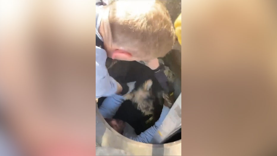 8a336ba4-Trapped puppy