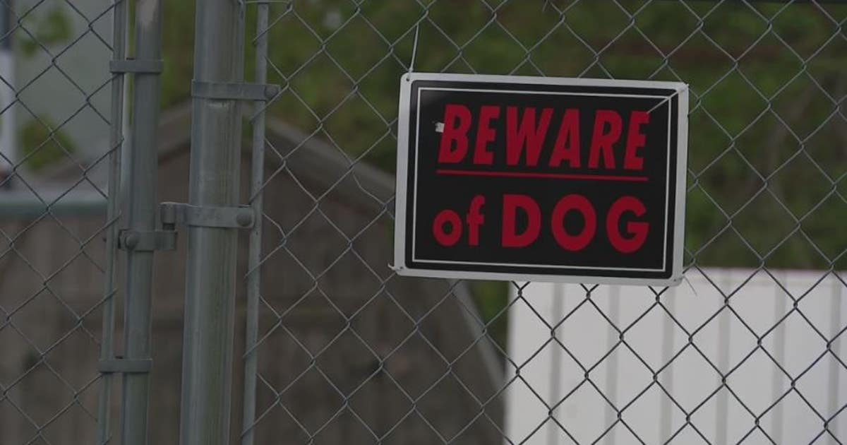Two young boys injured in dog attacks this week with incidents on rise