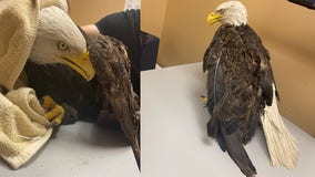 Bald eagle rescued after getting tangled in fishing line at Ann Arbor park