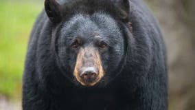 Black bear euthanized after hit-and-run crash in northern Michigan