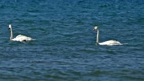 DNR rules out poison for numerous swan deaths in Waterford Township