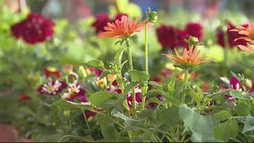 Eastern Market Flower Day becomes 4-day event in 2021