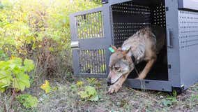 115 scientists argue for renewed gray wolves protections in Michigan, around U.S.