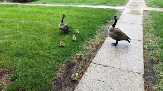Baby geese rescued from roof of Beaumont Royal Oak, reunited with parents on Mother's Day