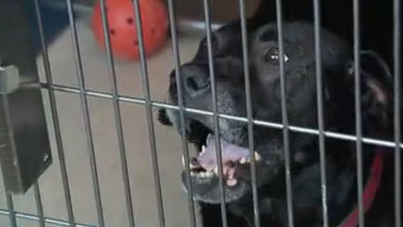 Michigan animal shelters awarded $150K in grants to help homeless pets