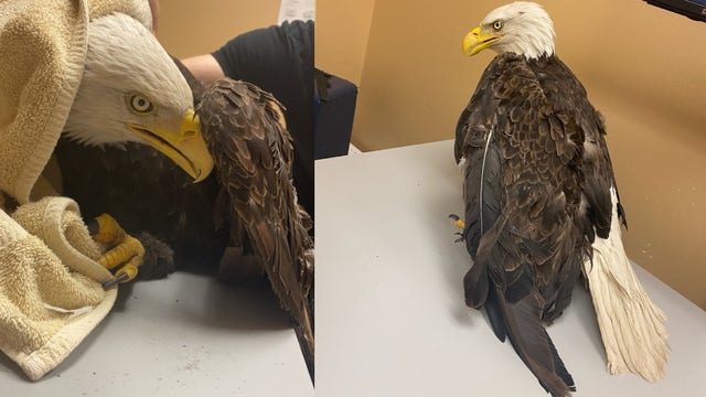 Bald eagle rescued after getting tangled in fishing line at Ann Arbor park