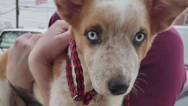 Macomb County woman who broke puppy's bones, threw him in river takes plea deal