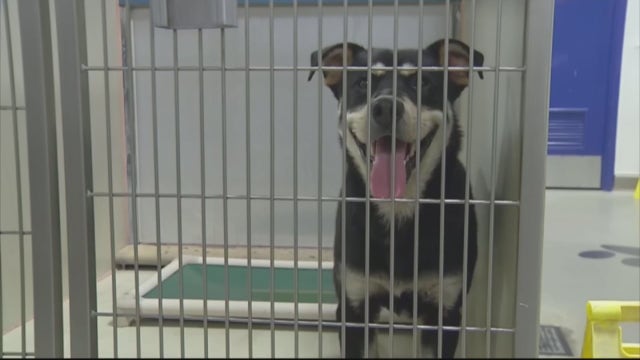 Detroit Dog Rescue seeks fosters as people return pandemic pups adopted last year