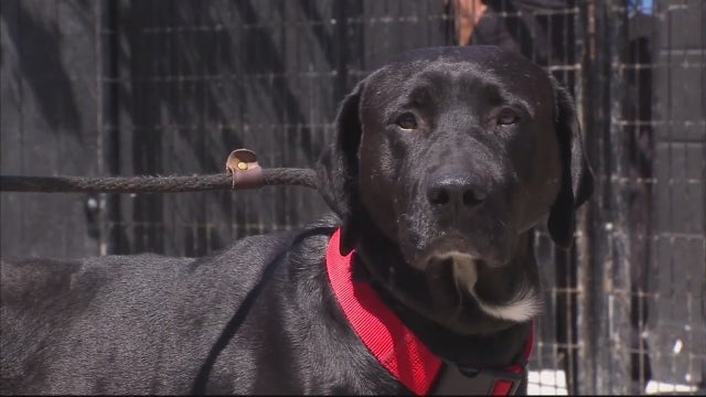 Valentine's Day fundraiser: Detroit animal rescue will write your ex's name on a dog poop bag for a donation