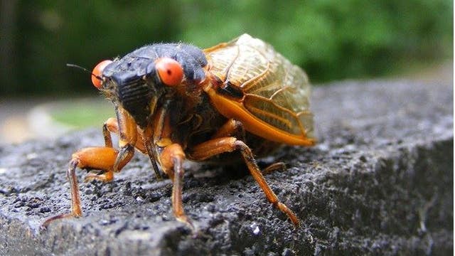 The Brood X cicada will soon hatch in Michigan after 17 years - what to know