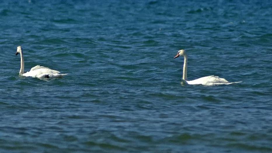 A pair of mute swans is shown on Lake Michigan at Leelanau State Park in Leelanau County.