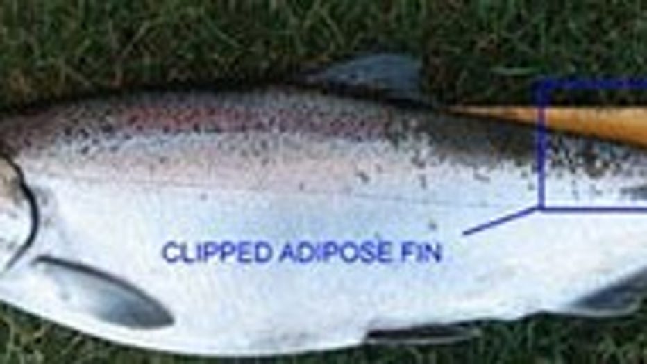 Any fish with the relevant tag will have it placed on a fin behind the dorsal on its back.
