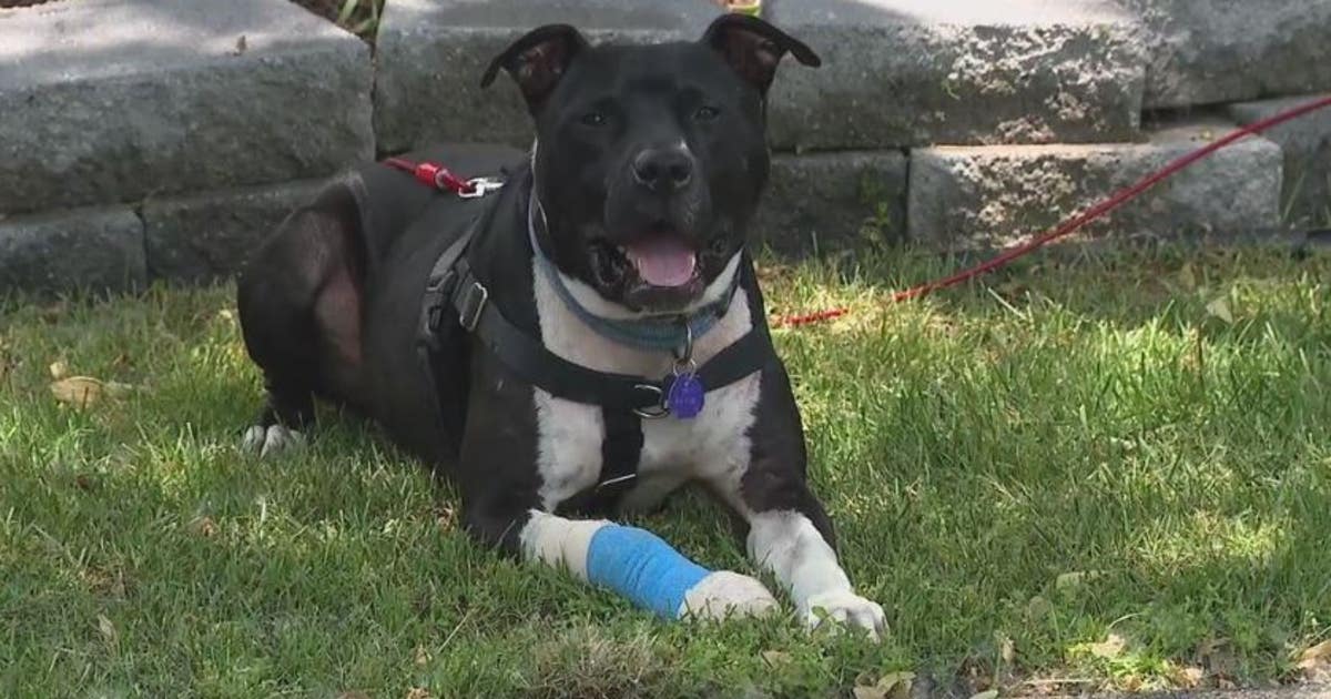 Family says neighbor shot their dog after it got out | FOX 2 Detroit