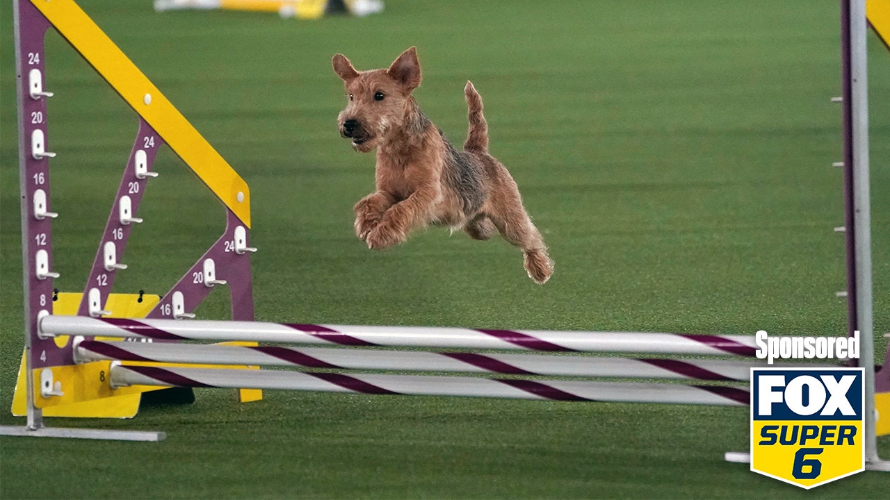 Corgi agility hot sale westminster