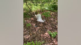 DNR seeks information after albino deer killed with crossbow in northern Michigan