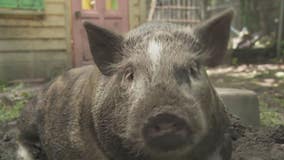 Hazel Park family fights city to keep pet dwarf pig