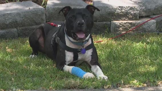 Family says neighbor shot their dog after it got out
