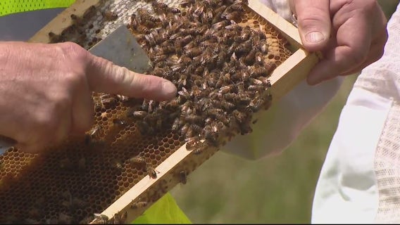 Pollinators find growth at DTE's O'Shea Park as bee populations attempt to rebound