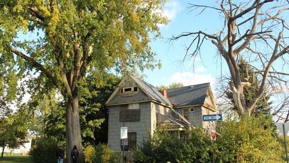 Ann Arbor nonprofit seeks Michigan's biggest trees