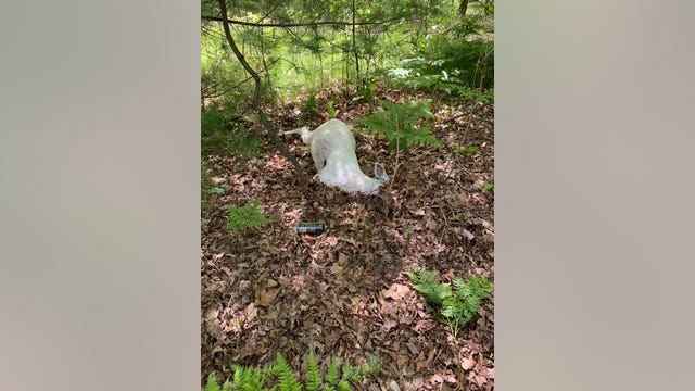 DNR seeks information after albino deer killed with crossbow in northern Michigan