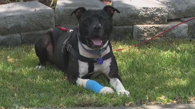 Family says neighbor shot their dog after it got out