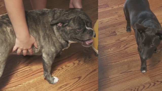 Stranger saves dogs from drowning after floodwaters fill basement of Grosse Pointe Farms home