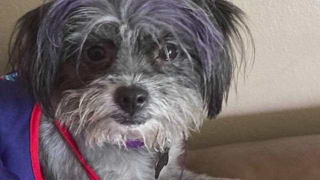 Emotional support dog stolen from Detroit woman battling lupus