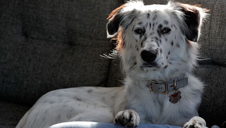 FILE - Pepper the dog, who was adopted during the coronavirus pandemic, is pictured in a file image taken April 12, 2012, in Oakland, California. (Carlos Avila Gonzalez/The San Francisco Chronicle via Getty Images)