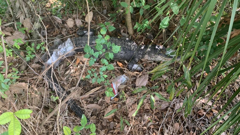 6f4af06e-GATOR2-RESIZED.jpg