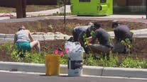 Rain gardens in parking lots can reduce flooding and pollution