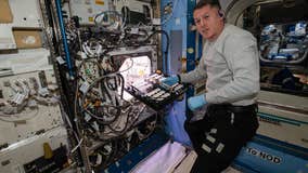 NASA astronauts growing chile peppers aboard International Space Station