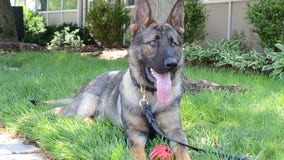 Berkley welcomes newest police dog -- Bear