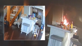 VIDEO: Michigan dog starts house fire while trying to grab food from counter