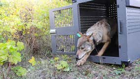 Isle Royale wolf population makes astounding comeback after nearly dying off