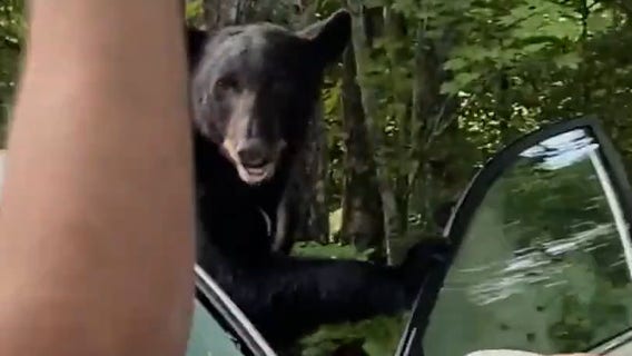 'Go! Go!': Tennessee man scares away black bear trapped in his car