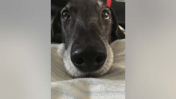 Humane Society of Huron Valley reduces dog adoption fees for the week