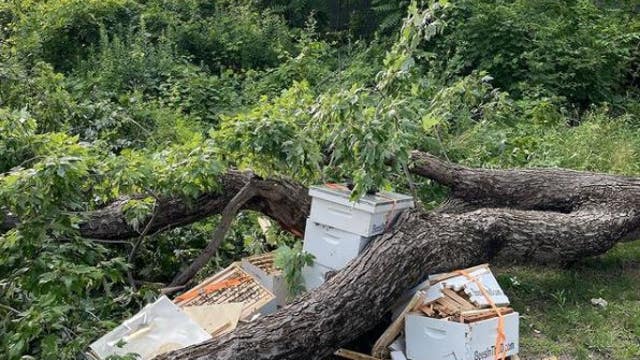 Bees in the D seeks donations after 3 honeybee hives destroyed during storm