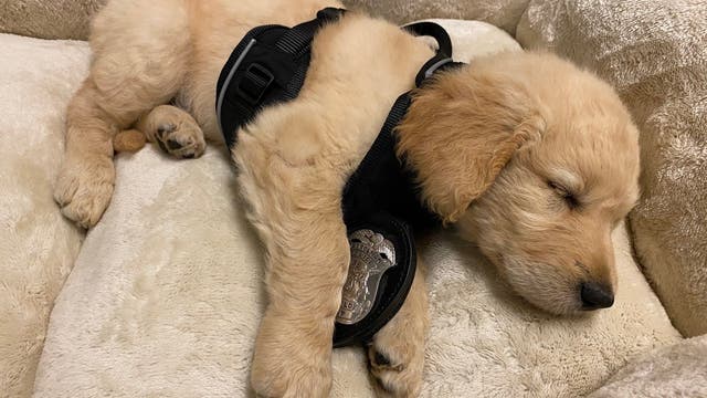 Bloomfield Township police hold naming contest for new therapy dog