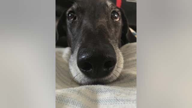 Humane Society of Huron Valley reduces dog adoption fees for the week