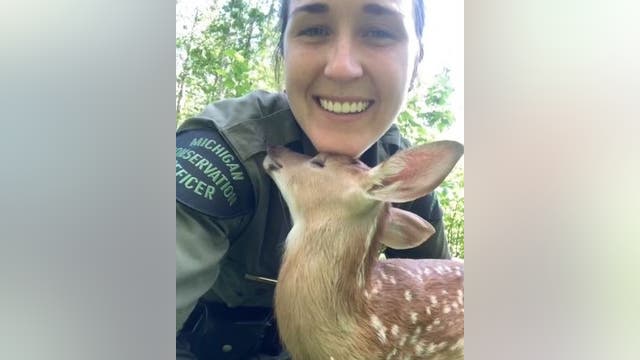 Michigan DNR conservation officer unites distressed fawn with doe